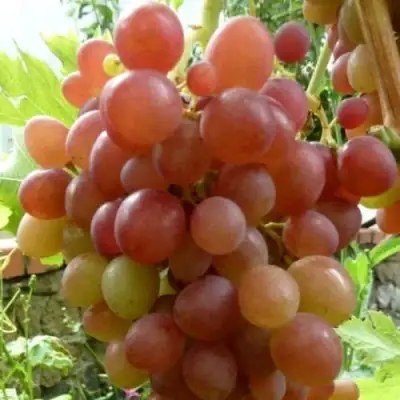 Виноград БЛЕСТЯЩИЙ в Речице