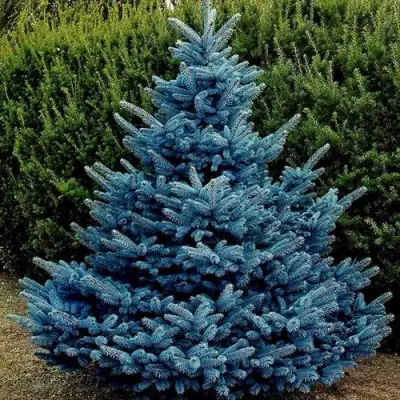 Ель МАДЖЕСТИК БЛЮ колючая в Речице