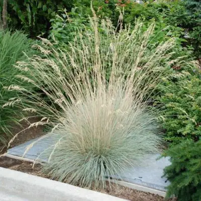 Овсец вечнозеленый