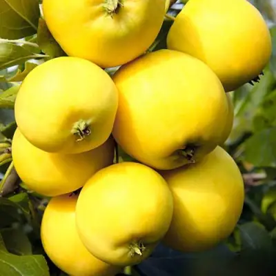 Яблоня УРАЛЬСКОЕ НАЛИВНОЕ в Речице