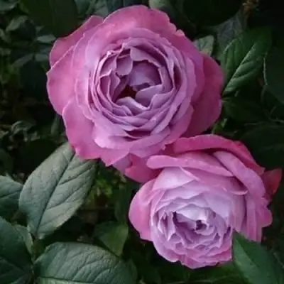 Роза АКВА чайно-гибридная в Речице