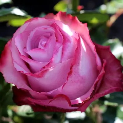 Роза ДИП ВОТЕР чайно-гибридная в Речице