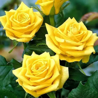 Роза ПАПИЛОН чайно-гибридная в Речице