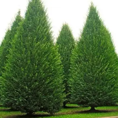 Граб  в Речице