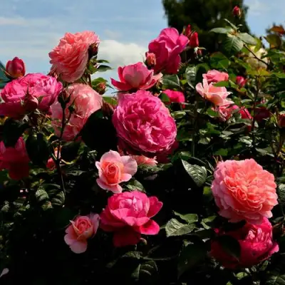 Роза ОЛЬГА шраб в Речице