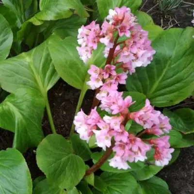 Бадан БЭБИ ДОЛЛ в Речице