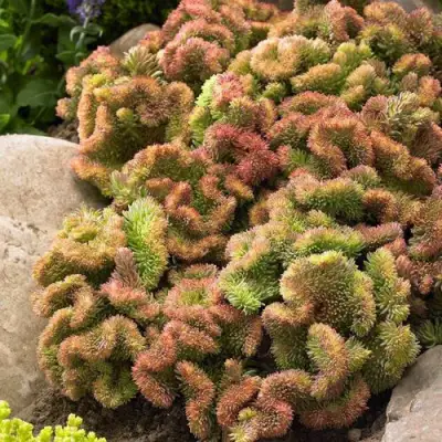 Очиток (седум) КРИСТАТУМ отогнутый в Речице