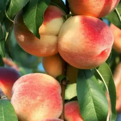 Персик ЛОЙКО 2 в Речице