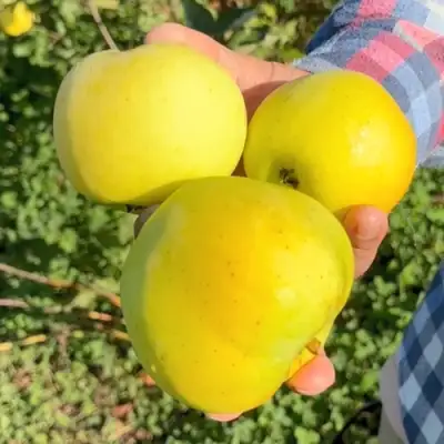 Яблоня КАЛУЖАНКА в Речице