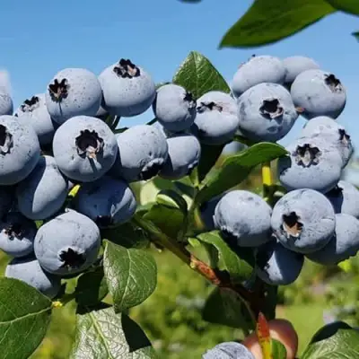 Голубика НЕЛЬСОН в Речице