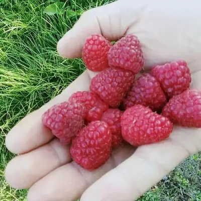 Малина ПОЛЬКА (ПОЛКА) в Речице