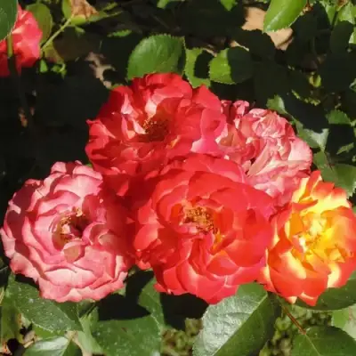 Роза ТАЙФУН спрей в Речице