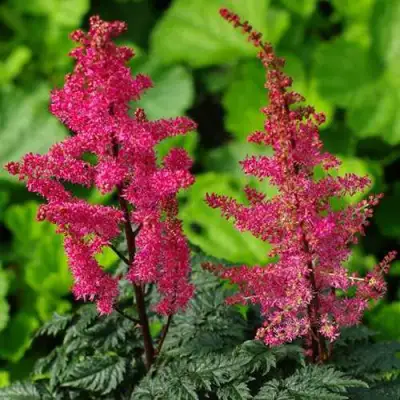 Астильба МУЛЕН РУЖ курчавая в Речице