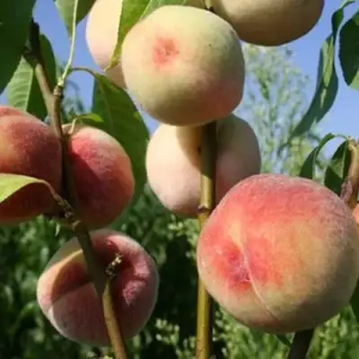 Персик ДОНЕЦКИЙ БЕЛЫЙ в Речице