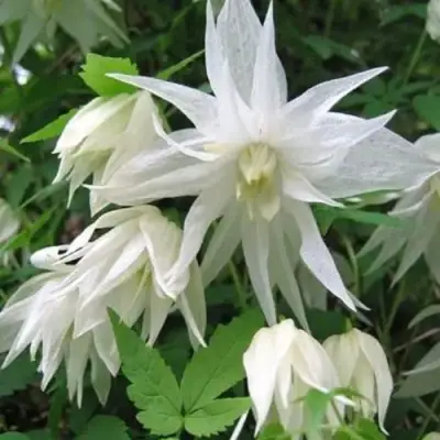 Княжик АЛЬБИНА ПЛЕНА белый махровый в Речице