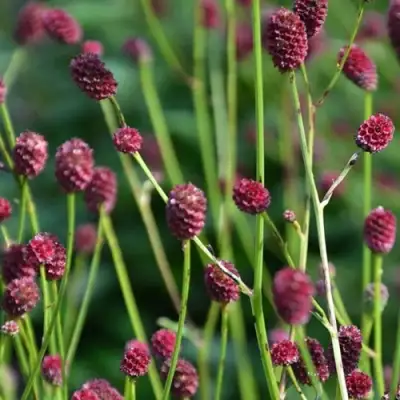 Кровохлебка ЧОКОЛАТ ТИП в Речице