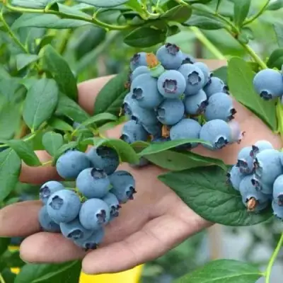 Голубика ТОРО в Речице