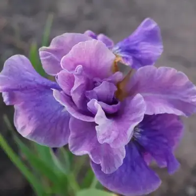 Ирис ХЭВИНГ ФАН сибирский в Речице
