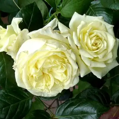 Роза ЭЛЬФ плетистая в Речице