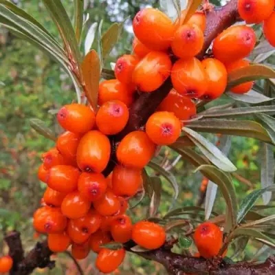 Облепиха ДЖЕМОВАЯ в Речице