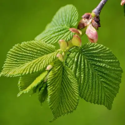 Вяз обыкновенный в Речице