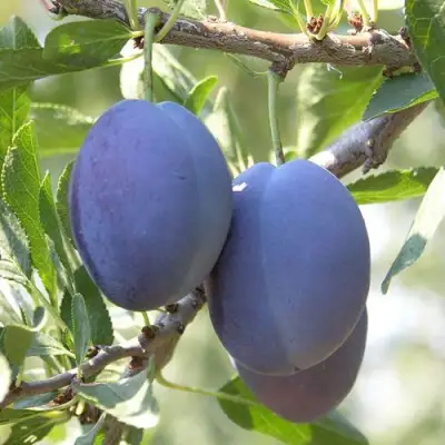 Слива СТЭНЛИ в Речице