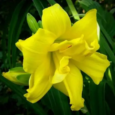 Лилейник ДАБЛ РИВЕР ВАЙ гибридный в Речице