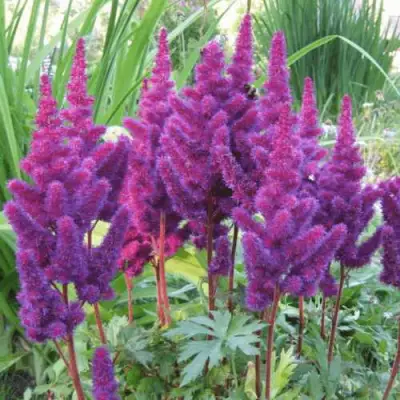 Астильба БЛЭК ЭНД БЛУ китайская в Речице