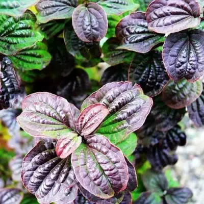 Дерен КОМПРЕССА кроваво-красный в Речице