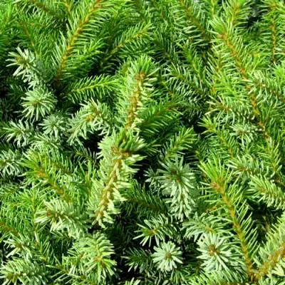 Ель НАНА сербская в Речице