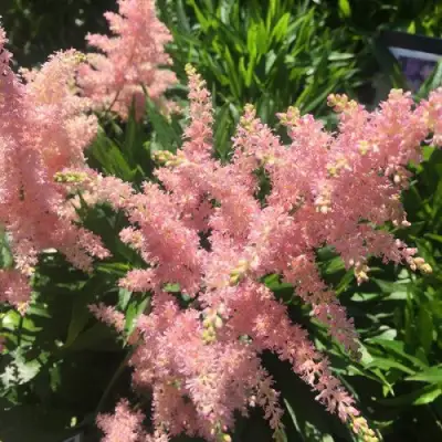 Астильба БРЕССИНГЕМ БЬЮТИ Арендса в Речице