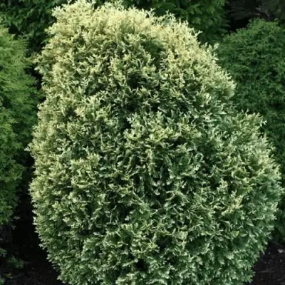 Туя ЛИТОМИШИЛ западная в Речице