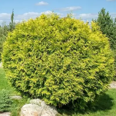 Туя ГОЛДЕН ГЛОБ западная в Речице