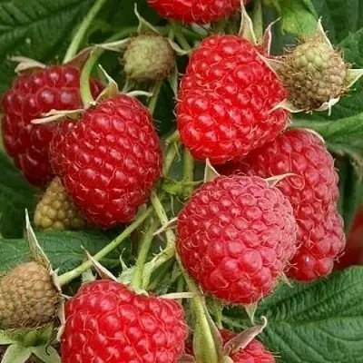 Малина ГЛЕН АМПЛ в Речице