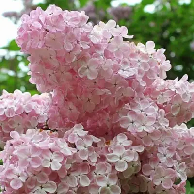 Сирень ВЕЧЕРНИЙ ЗВОН в Речице