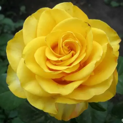 Роза КЕРИО чайно-гибридная в Речице