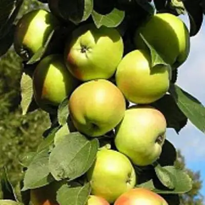 Яблоня ПРЕЗИДЕНТ колонновидная в Речице