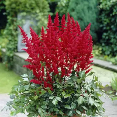 Астильба СПАРТАН Арендса в Речице