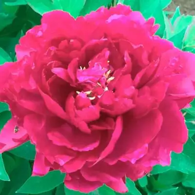 Пион ОСТРОВНОЙ МИНИСТР древовидный в Речице