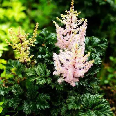 Астильба ЛИЛИПУТ курчавая в Речице