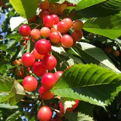 Черешня БРЯНСКАЯ РОЗОВАЯ в Речице