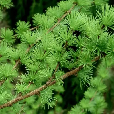 Лиственница европейская в Речице
