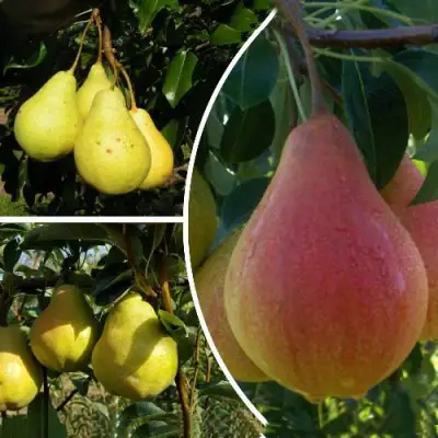 Комплект ТРИ ГРАЦИИ в Речице