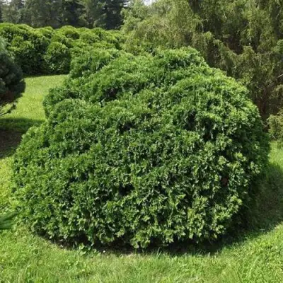 Туя УМБРАКУЛИФЕРА западная в Речице