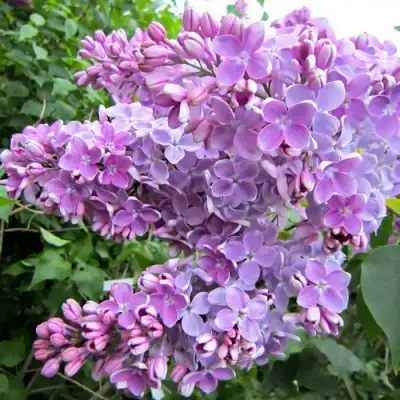 Сирень ОЛЯ в Речице