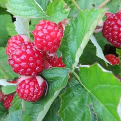 Ежемалина РЕД ДАЙМОНД в Речице