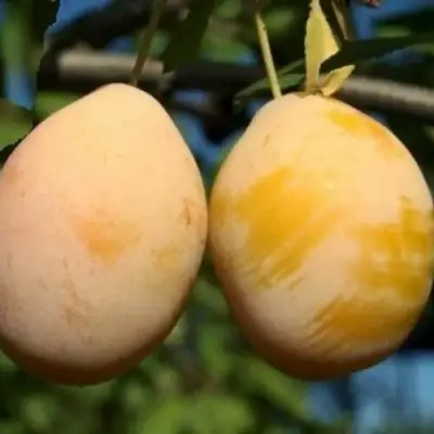 Слива ВАШИНГТОН в Речице