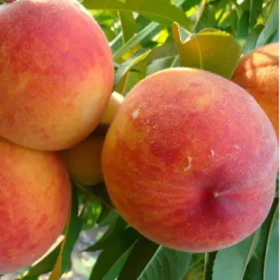 Персик ДИВНЫЙ в Речице