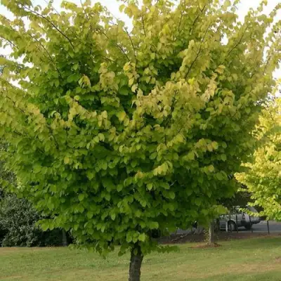 Вяз обыкновенный в Речице