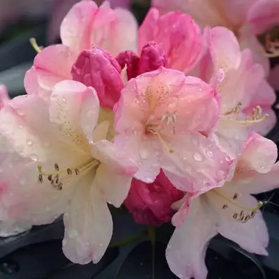 Рододендрон ПЕРСИ ВАЙСМАН в Речице